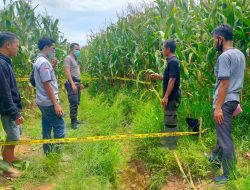 Anak Temukan Ayahnya Tewas di Kebun Jagung