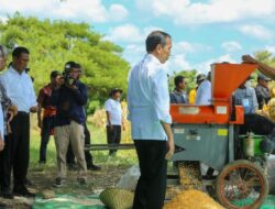 Panen Jagung di Sumbawa, Jokowi Ingatkan Pentingnya Jaga Keseimbangan Harga 